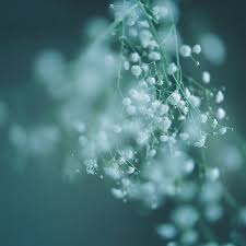 おは 寝落ちしたかようび 案の定 そして 久しぶりに アゴに吹き出物 いやだー 最近どーも気分があがりませんので 自分へのクリスマスプレゼントに 昔の水曜どうでしょうのdvdを注文してしま green aesthetic scenery wallpaper blue aesthetic