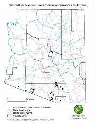 1964) and texas (oberholser 1974; Habitat Conservation Plan Covered Species Official Website Of The City Of Tucson