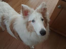 Download your free 2021 lost our home pet rescue calendar lost our home is dedicated to bridging the care gap between people who find themselves in crisis and the pets who often have no place to go during these challenging circumstances. Harper Lee 1 Yr Old Rough Collie Double Merle Double Dilute Adopted From Almost Home Dog Rescue Of Ohio 3 10 18