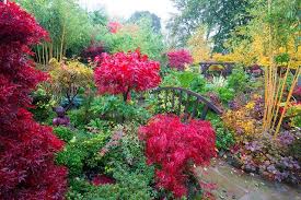 Autumn Acers Change To Brilliant Red In The Middle Garden Japanese Garden Garden Planner British Garden