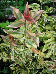 Image result for Pereskia aculeata