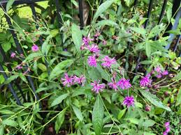Image result for Vernonia guineensis