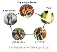 Metamorfosis tidak sempurana (hemimetabola) metamorfosis tidak sempurna disebut juga dengan hemimetabola. Metamorfosis Sempurna Dan Tidak Pengertian 12 Contoh Gambar