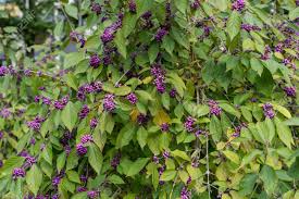 The purple leaf sand cherry is a shrub or short tree that also features small purple fruits suitable for wildlife. Purple Elder Berry Bush Ripe Fruits Sambucus Adoxaceae Adoxa Stock Photo Picture And Royalty Free Image Image 90267199