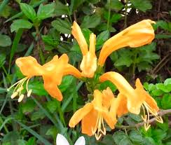 Image result for Tecomaria capensis