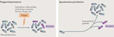 خطاب تعريف بالراتب مصدق من الغرفة التجارية (للقطاع. Definitions And Guidelines For Research On Antibiotic Persistence Nature Reviews Microbiology