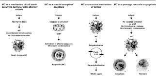 Mitosis is the part of the cell cycle where the nucleus divides. Death Through A Tragedy Mitotic Catastrophe Cell Death Differentiation