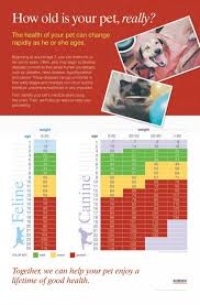 cat and dog chart pet care dog ages dog care dog chart