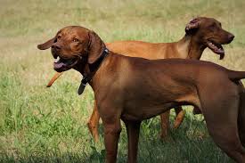 Vizsla Mixes 12 Most Popular Vizsla Crossbreeds Healthy Homemade Dog Treats