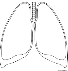 Plus, it's an easy way to celebrate each season or special holidays. Human Lungs Coloring Pages Printable