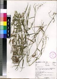 Image result for Panicum hymeniochilum