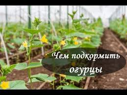 подкормка томатов во время цветения и плодоношения в теплице Ochen Vazhnaya Podkormka Ogurcov V Plodonoshenii Vnimatelno Chitajte Opisanie K Podkormkam Youtube Sadovye Rasteniya Sadovodstvo Sadovye Idei