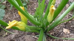 There are many males flowers but they are not quite blooming yet. How To Pollinate Zucchini By Hand Finegardening