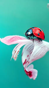 New users enjoy 60% off. Ladybug Iphone Wallpapers Top Free Ladybug Iphone Backgrounds Wallpaperaccess