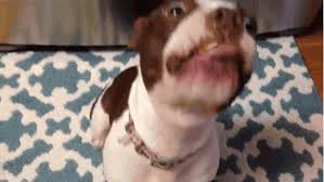 Clear liquid vomit is a sign that the cat is bringing up fluid from the digestive tract, which is often stomach juice. This Dog Can T Stop Smacking His Lips After Eating Peanut Butter For The First Time