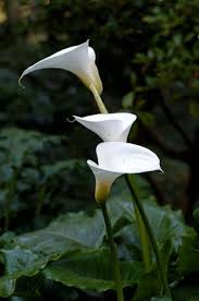 In fact, they are so poisonous that a cat can suffer fatal kidney failure just from biting into a lily leaf or petal, licking lily pollen from its paws, or drinking water from a vase containing cut lilies. Calla Lily Is Poisonous To Pets Poisonous Plant For Pets