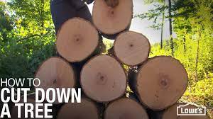 This is one of the easiest ways to get injured. How To Cut Down A Tree Lowe S
