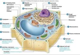 This page includes a diagram of a plant cell together with notes about the parts of plant cells including organelles present in plant cells, such as mitochondria, chloroplasts and golgi apparatus. 9 Best Plant Cell Structure Ideas