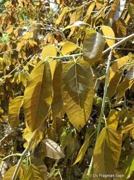 Image result for Ficus ingens