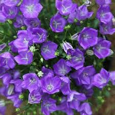 Campanula Carpatica Blaue Clips Bellflower 1000 Campanula Flowers Campanula Indoor Flowering Plants