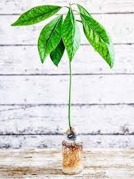 Avocadokern falsch herum ins glas stellen oder in erde pflanzen. Avocadokern Einpflanzen So Einfach Geht S Avocado Plant Plants Avocado Tree