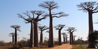 It is not everyone's business, nor would it be everyone's pleasure, to visit the united states of america. Kukummi Safaris Madagascar A Land Of Contrast Madagascar A Land Of Contrast