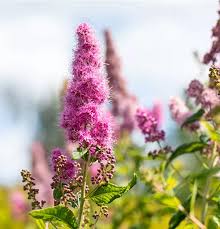 Image result for Spiraea billardii