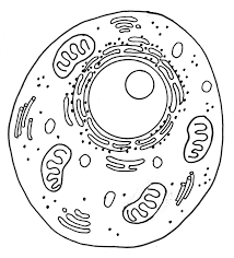 We did not find results for: Https Msbotticelli Weebly Com Uploads 1 6 7 6 16766594 1 1 Animal Cell Pdf