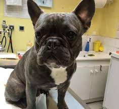 Su šia įmone galite susisiekti el. Patton Veterinaires De L Eaulne