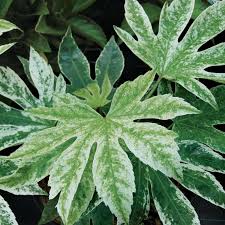 10 Plantes Exotiques Et Rustiques Pour Jardin Jungle Arbuste Ombre Arbuste Plante Exotique