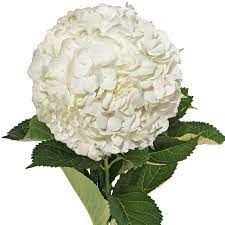 They grow great flowers like roses, alstroemerias, carnations, mini carnations, garden roses and more! White Hydrangeas Fresh Cut 40 Stems Walmart Com Walmart Com