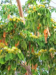 Image result for Albizia lebbeck
