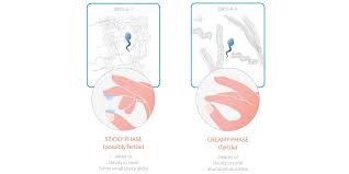 Maybe you would like to learn more about one of these? Cervical Mucus A Sign Of Fertility