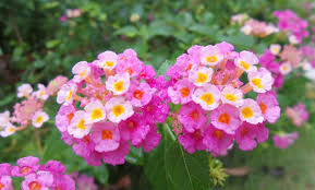 Image result for Lantana