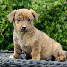 Need welsh corgi puppies for sale in usa? Dorgi Puppies For Sale Greenfield Puppies