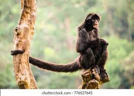 29,911 Monkey Tail Tree Images, Stock Photos & Vectors | Shutterstock