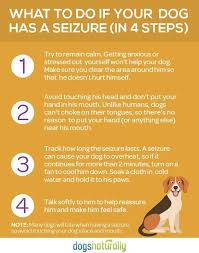 Learn About The Natural Treatments For Your Dog S Seizures And Epilepsy Dog Seizures Epilepsy In Dogs Seizures