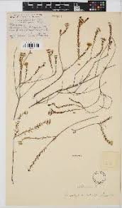 Image result for Humularia drepanocephala