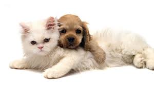 Kitten Achtergronden Hd Wallpapers Schattige Katten Hond Kat Kat Slapen
