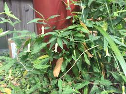 Image result for Crotalaria phylicoides