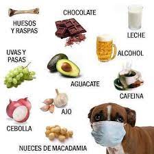 Veterinaria Prana Alimentos Prohibidos Ajo Y Cebolla Es Toxico Debido Al Tiosulfato Que Contiene Produce Destruccion De Los Globulos Rojos Causando Anemia Hemolitica Sus Sintomas Son Vomitos Diarrea Oscura Palidez