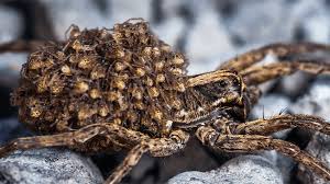 Maybe you would like to learn more about one of these? Common Questions About Wolf Spiders Joshua S Pest Control