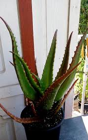 Image result for Aloe cameronii