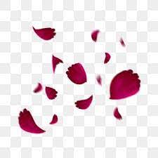 Floating Petals Falling Rose Poster Material Beautiful Romantic Floating Petals Png Transparent Clipart Image And Psd File For Free Download Rose Petals Falling Flower Drawing Hand Drawn Flowers