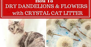 Check spelling or type a new query. How To Dry Dandelion Clocks And Flowers Using Crystal Cat Litter The Beading Gem S Journal