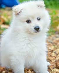 Whatever you need, whatever you want, whatever you desire, we provide. 500 Pomeranian Pictures Hd Download Free Images On Unsplash