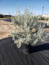 Image result for Geophila erythrocarpa