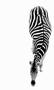 Stripes A Photo From Mpumalanga East Trekearth Animals Black And White Black And White White Photography