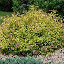 Image result for Spiraea japonica ´Little Princess
