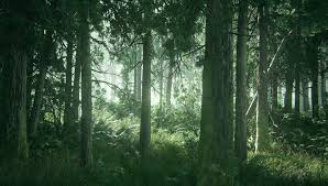 Https Imgur Com Gallery Tfklf The Last Of Us Live Wallpapers Forest Wallpaper